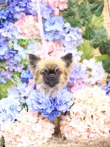 20250615むぎちゃん